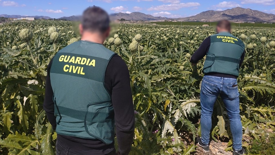 La Guardia Civil frustra en Novelda el robo de 300 kilos de alcachofas