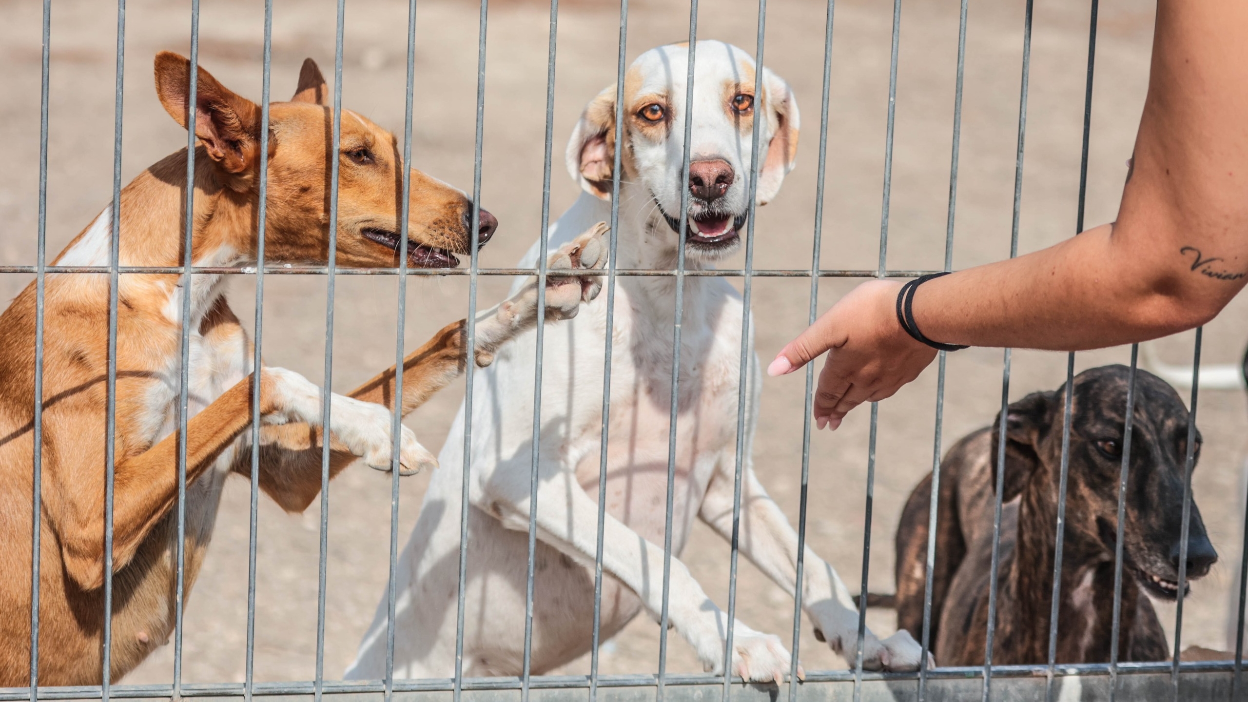Elda lanza la campaña “Adopta y salva una vida” para fomentar la adopción de animales