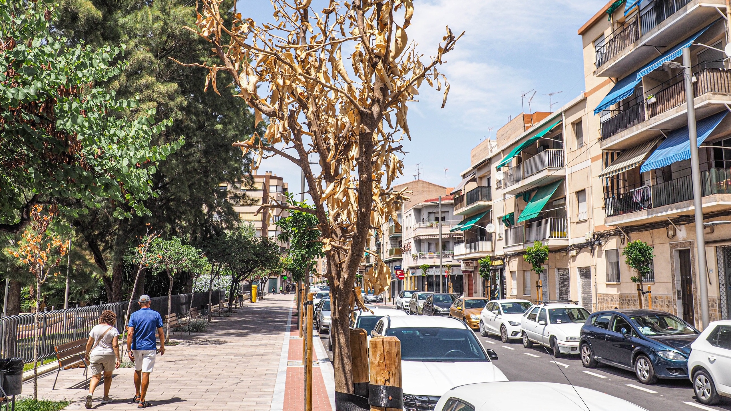 Elda repondrá sin coste los naranjos dañados en las avenidas Alfonso XIII, Olimpiadas y Filipinas