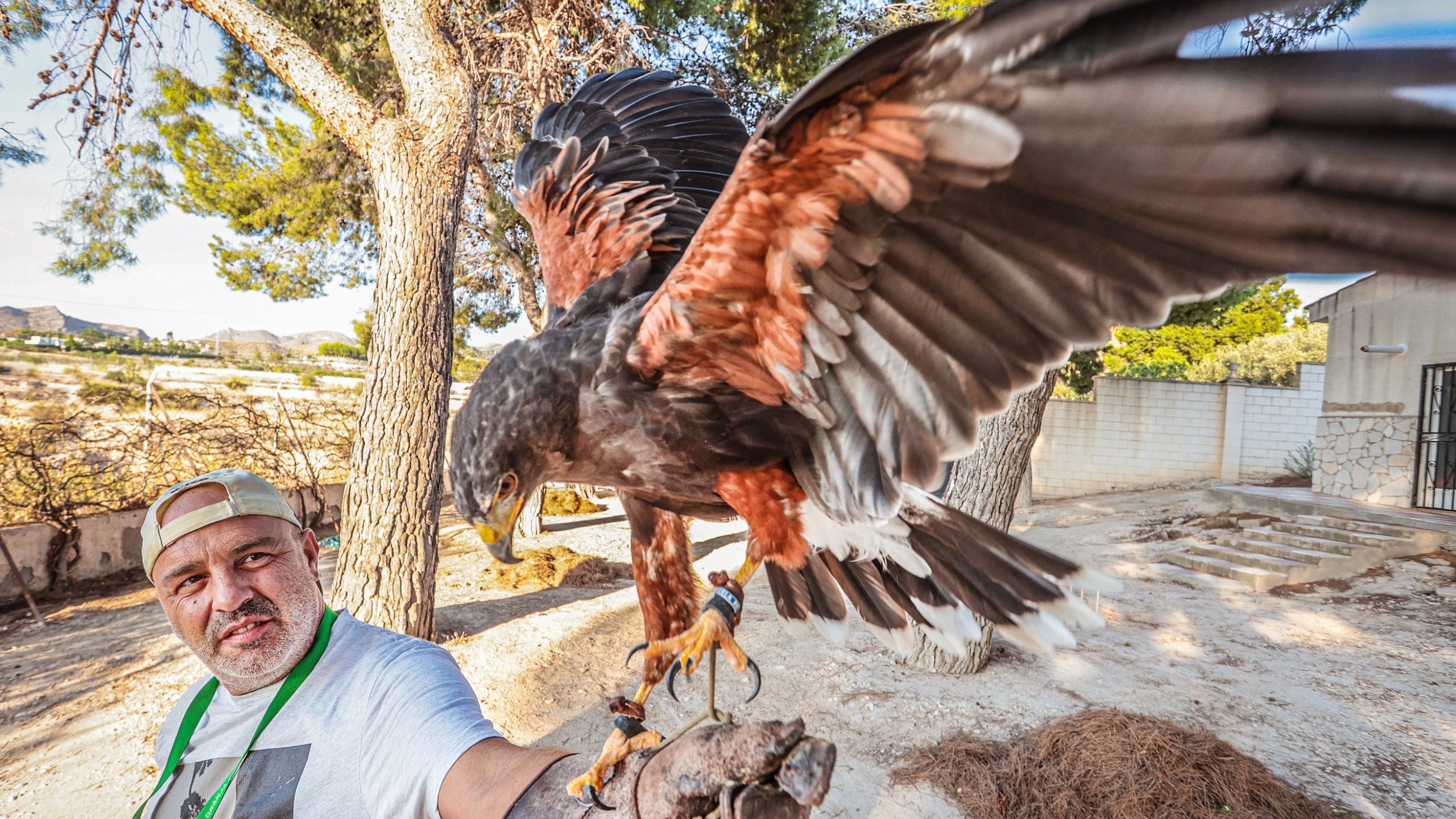 Un cetrero eldense y su águila sorprenden en colegios, campos de cultivo y hasta en bodas