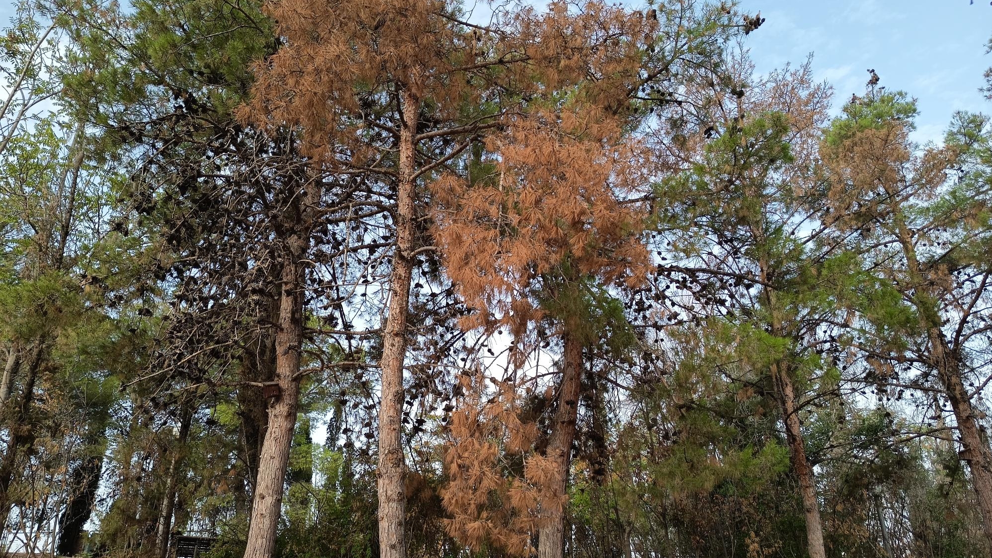El Parque del Oeste de Novelda amenazado por un hongo que ha destruido el 30% de su masa forestal