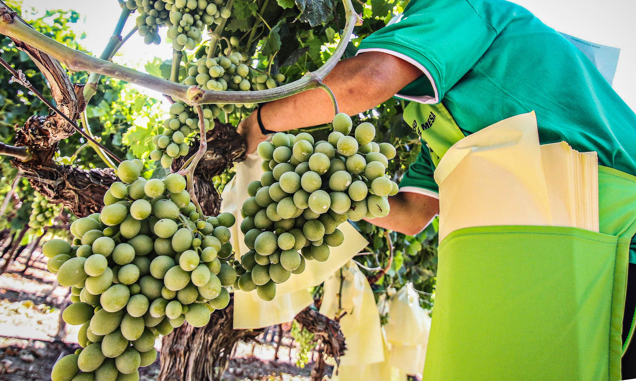 ASAJA alerta de una de las peores campañas de uva en el Medio Vinalopó en las últimas décadas