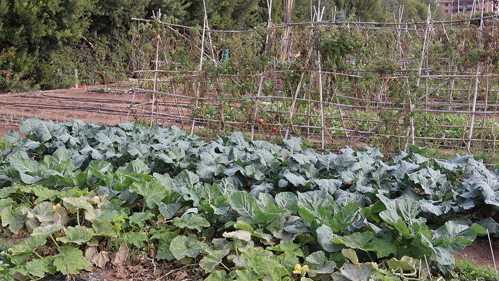 Novelda abre el plazo para solicitar una de las parcelas de los Jardines Ecológicos Municipales